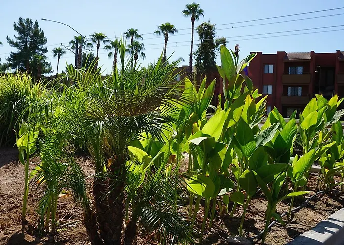Oasis & * Mesa